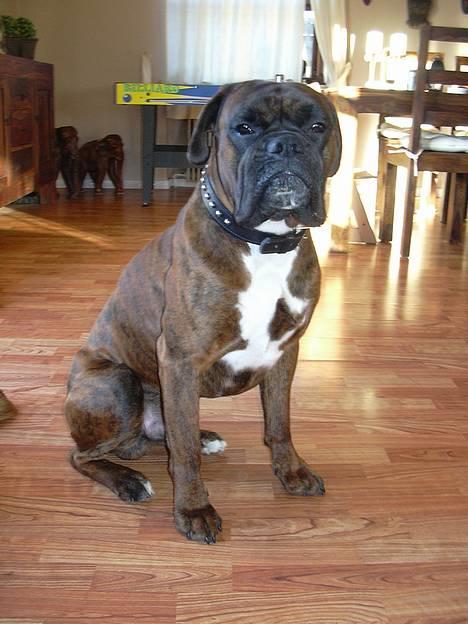Boxer Tyson - Jeg poserer lige foran kameraet så i kan se hvor flot jeg er !! ;-) billede 1