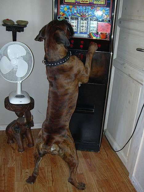 Boxer Tyson - Jackpot Tyson :-) billede 2