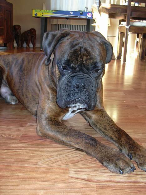 Boxer Tyson - Ja ja så tag dog det billede inden jeg bliver for træt.... ;-) billede 3