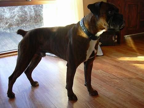Boxer Tyson - Hmm, sker der noget jeg går glip af ?? :-) billede 4
