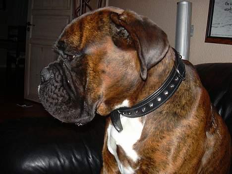 Boxer Tyson - Jeg har et stort hoved, fordi jeg er såååå klog ;-) billede 5