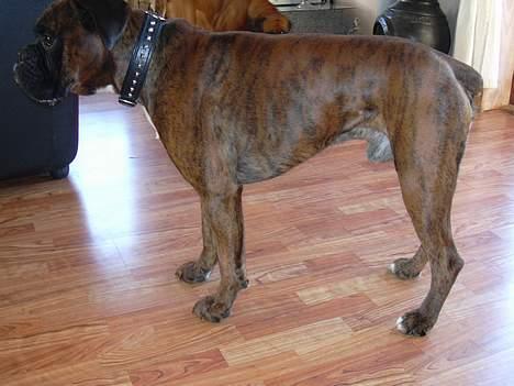 Boxer Tyson - Sker der noget ??? billede 6