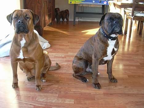 Boxer Tyson - Tyson og hans flotte kone Tazja billede 7