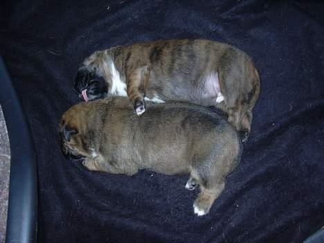 Boxer Tyson - Tyson og Tazja´s hvalpe billede 8