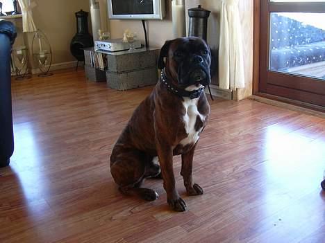 Boxer Tyson - Jeg sidder lige her og charmere mine ejere.. ;-) billede 9