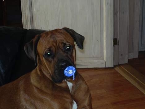 Boxer Tyson - Baby Tazja :-) billede 10