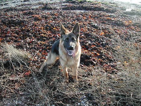 Schæferhund kenzo - kenzo 5 mdr. billede 1