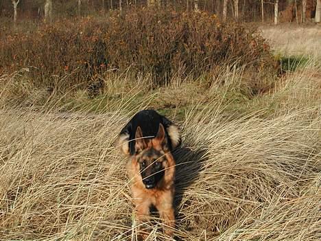 Schæferhund kenzo - Her kommer jeg billede 2
