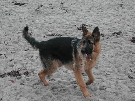 Schæferhund kenzo billede 3