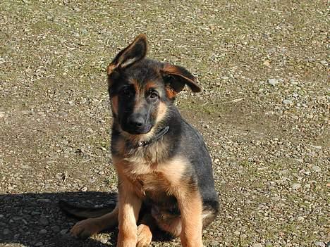 Schæferhund kenzo - 16 uger er jeg ikke sød billede 4