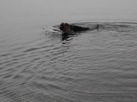 Schæferhund kenzo billede 5