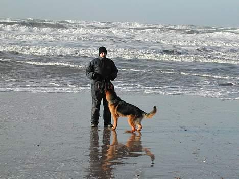Schæferhund kenzo billede 6