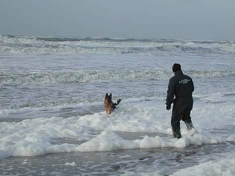 Schæferhund kenzo billede 7