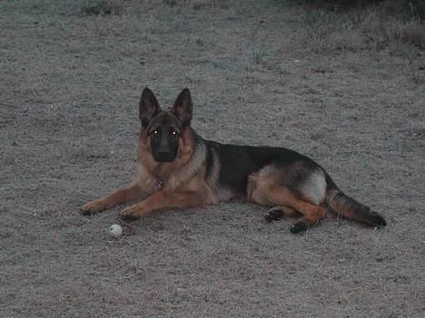 Schæferhund kenzo - 6 mdr. billede 8