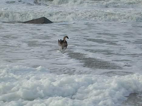 Schæferhund kenzo billede 9