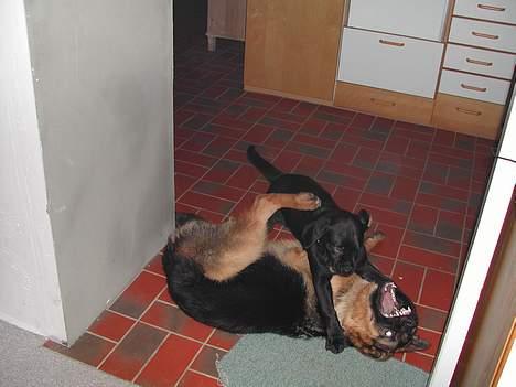 Schæferhund kenzo billede 10