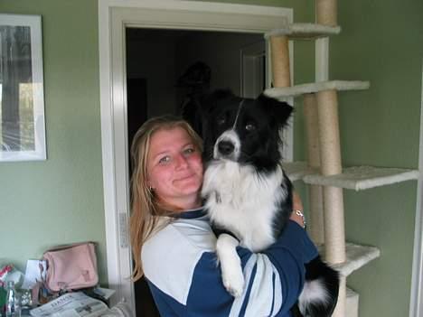 Border collie Kenzo billede 8