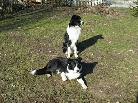 Border collie Kenzo - En dejlig dag i Påsken billede 9