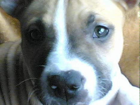 Blanding af racer Deca - Mig som 9 uger gammel billede 1