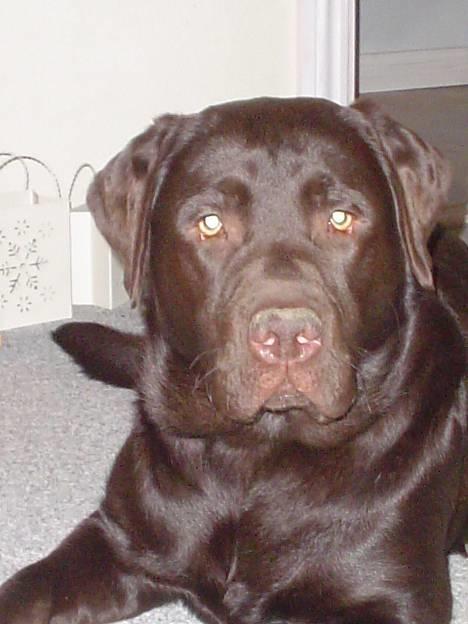 Labrador retriever Baloo  (hos anden ejer) - Baloo 11 mdr. billede 1