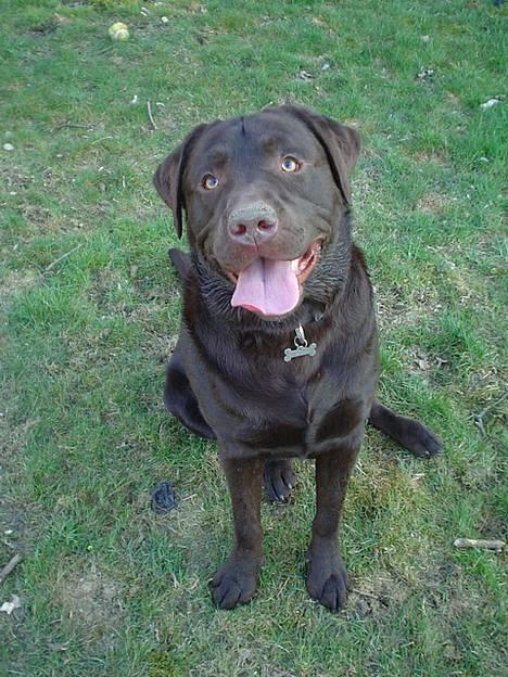 Labrador retriever Baloo  (hos anden ejer) billede 2