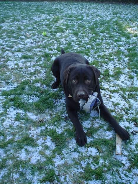 Labrador retriever Baloo  (hos anden ejer) - Baloo med sin beste sko. billede 3