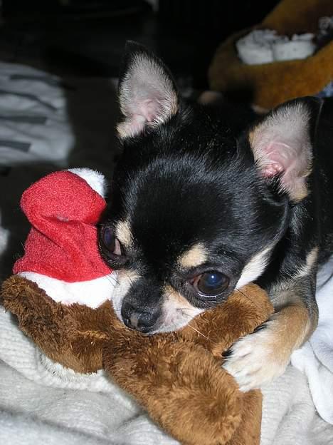 Chihuahua Tyson billede 1