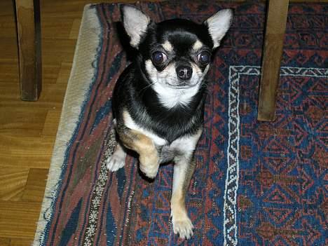 Chihuahua Tyson billede 2