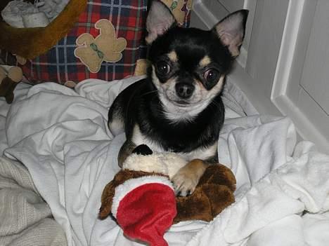 Chihuahua Tyson billede 3