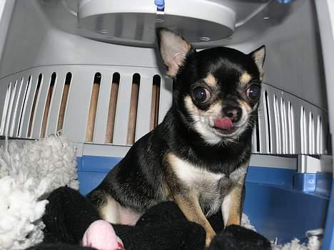 Chihuahua Tyson billede 4