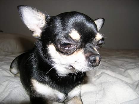 Chihuahua Tyson billede 5