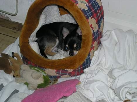 Chihuahua Tyson billede 6