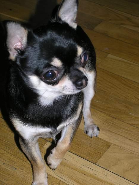 Chihuahua Tyson billede 7