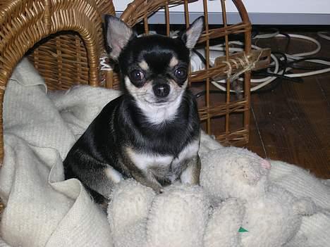 Chihuahua Tyson billede 8