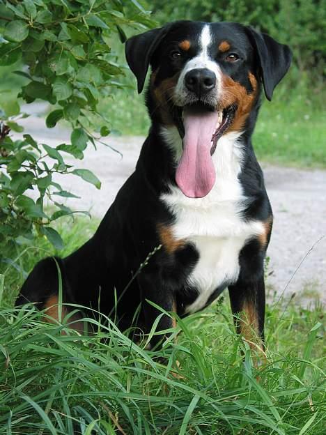 Appenzeller sennenhund Røbi von Razco "Razco" - Razco´s Portræt foto Foto: Carina Graversen billede 2