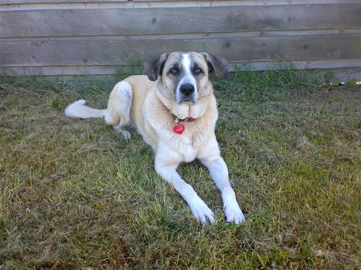 Blanding af racer Frøya Embla - Blev taget fredag 23 mai 2008 billede 1