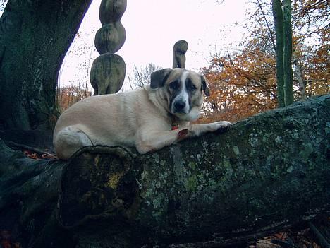 Blanding af racer Frøya Embla - NYT! Taget i Bangsbo skoven den 2 November 2005 billede 3