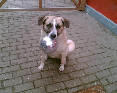 Blanding af racer Frøya Embla - NYT BILLEDE TAGET 29 APRIL 2006, ELSKER MIN BOLD! billede 4