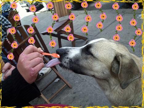 Blanding af racer Frøya Embla - Is er godt, synes ikke du osse ? billede 5