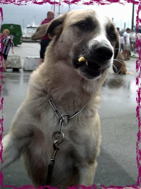 Blanding af racer Frøya Embla - En lille pomfritte, vil jeg da meget gerne have tak! billede 6