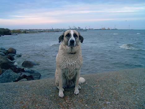 Blanding af racer Frøya Embla - NYT! Taget ved en strand efter vores skovtur, den 2 November 2005. billede 7