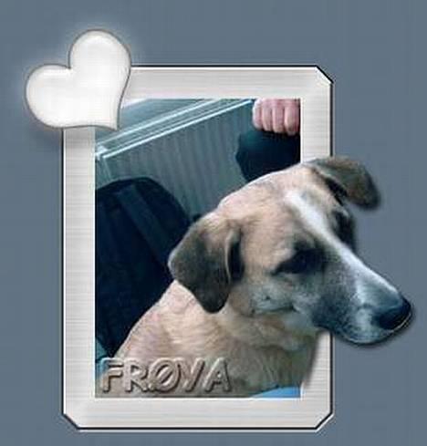 Blanding af racer Frøya Embla - Dette billedet er blevet lavet til mig af MUSSE. Tusind tak for billedet! billede 8