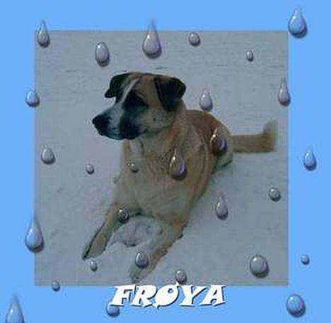 Blanding af racer Frøya Embla - Dette billedet er også blevet lavet til mig af malene c. Tusind tak for billedet. billede 9