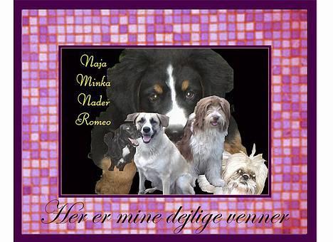 Blanding af racer Frøya Embla - Her kan du se min veninde Minka, hun har også profil her inde! billede 10