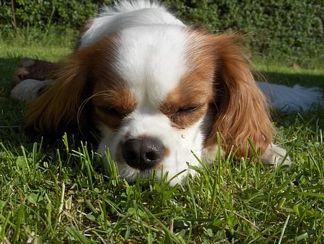 Cavalier king charles spaniel Mulle - Det er så Mulle.. billede 1