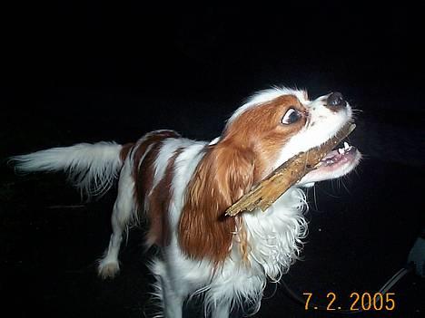 Cavalier king charles spaniel Mulle - Det min pind!!!!... billede 2