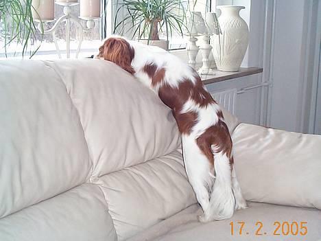 Cavalier king charles spaniel Mulle - er det ikke en hund jeg kan se der ude... man står i hvertfald godt her... billede 3