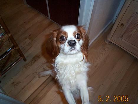 Cavalier king charles spaniel Mulle - se jeg står på bagben billede 4