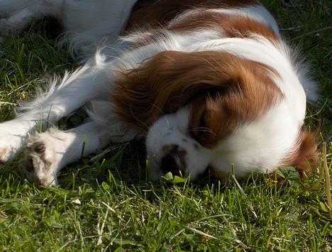 Cavalier king charles spaniel Mulle - fandt skyggen!! jubii så kan man lige flyde lidt.. billede 5