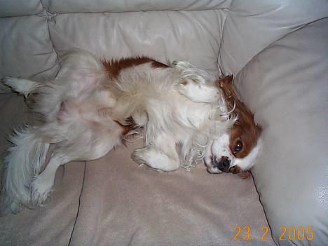 Cavalier king charles spaniel Mulle - det er da bare livet    billede 6